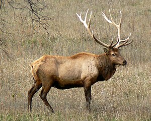 Rocky Mountain Bull Elk