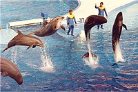 Sea World1.jpg